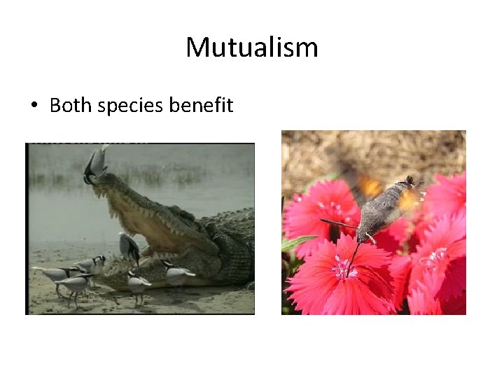 Mutualism • Both species benefit 