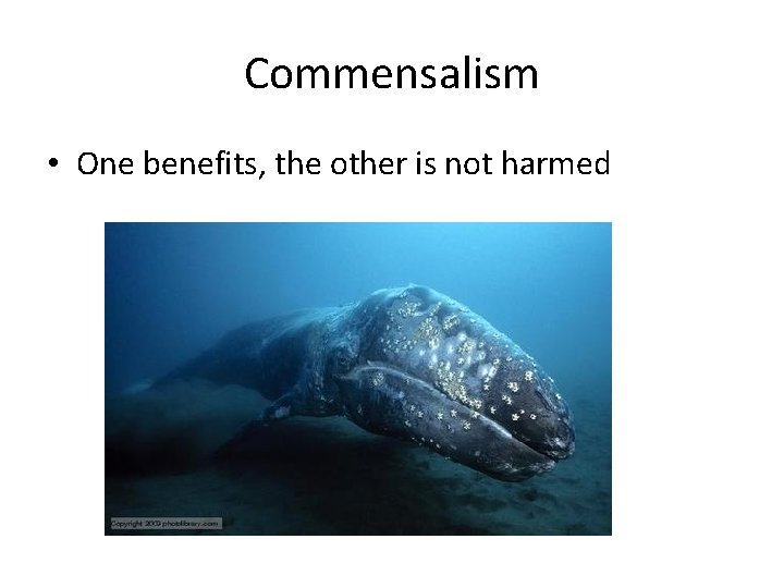 Commensalism • One benefits, the other is not harmed 