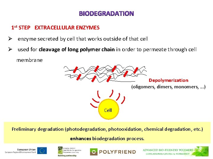 1 st STEP EXTRACELLULAR ENZYMES Ø enzyme secreted by cell that works outside of