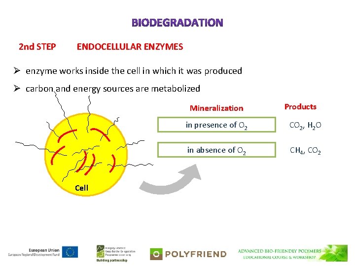 2 nd STEP ENDOCELLULAR ENZYMES Ø enzyme works inside the cell in which it