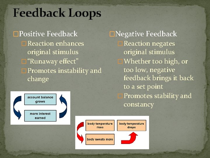 Feedback Loops �Positive Feedback � Reaction enhances original stimulus � “Runaway effect” � Promotes