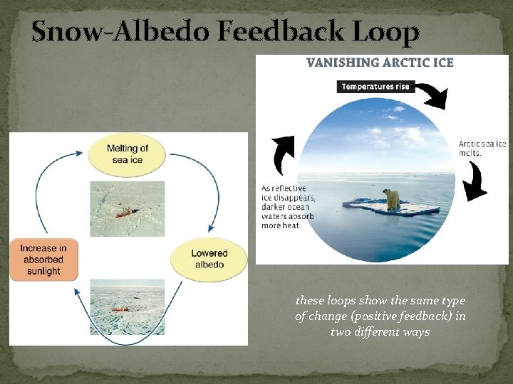 Snow-Albedo Feedback Loop these loops show the same type of change (positive feedback) in