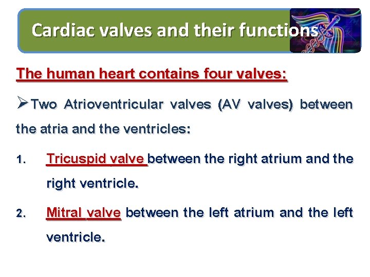Cardiac valves and their functions The human heart contains four valves: ØTwo Atrioventricular valves