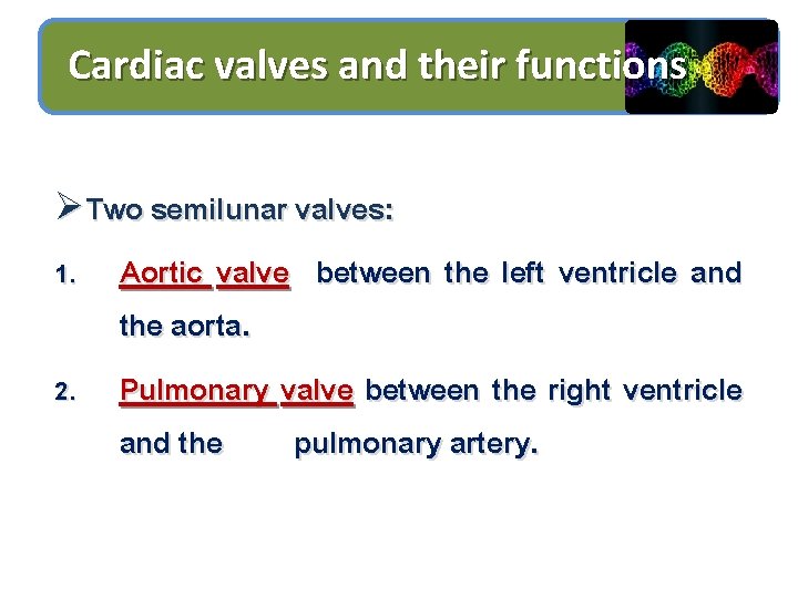 Cardiac valves and their functions ØTwo semilunar valves: Aortic valve between the left ventricle