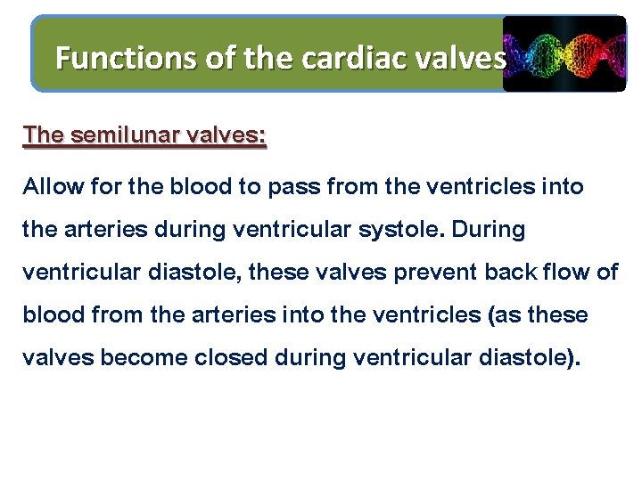 Functions of the cardiac valves The semilunar valves: Allow for the blood to pass