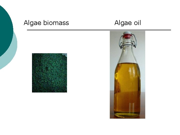 Algae biomass Algae oil 