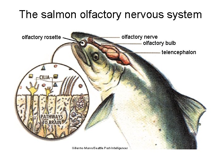 The salmon olfactory nervous system olfactory rosette olfactory nerve olfactory bulb telencephalon Gillermo Munro/Seattle