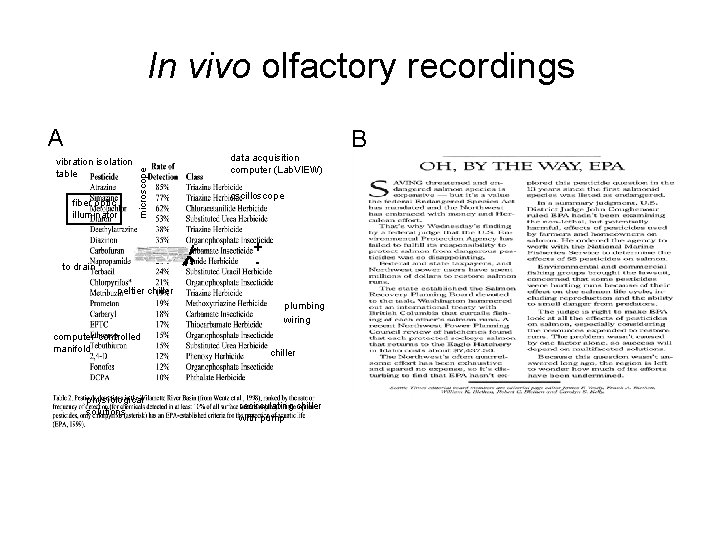In vivo olfactory recordings vibration isolation table fiber optic illuminator microscope A data acquisition