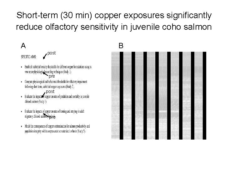 Short-term (30 min) copper exposures significantly reduce olfactory sensitivity in juvenile coho salmon A