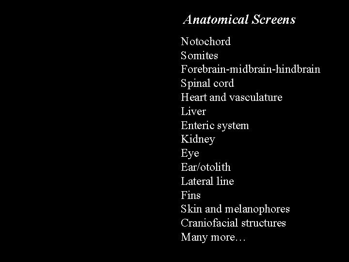 Anatomical Screens Notochord Somites Forebrain-midbrain-hindbrain Spinal cord Heart and vasculature Liver Enteric system Kidney