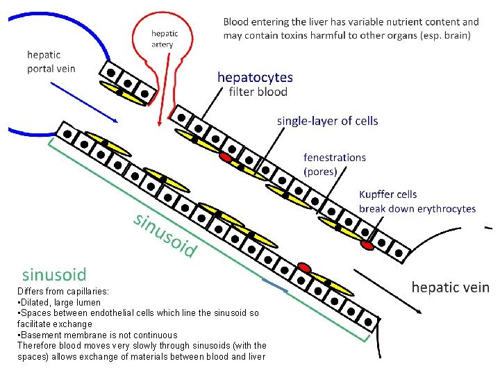 Differs from capillaries: • Dilated, large lumen • Spaces between endothelial cells which line