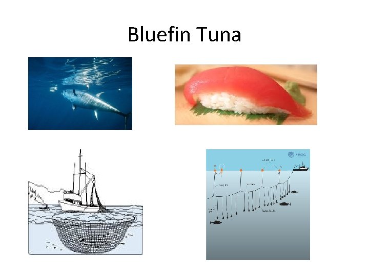 Bluefin Tuna 