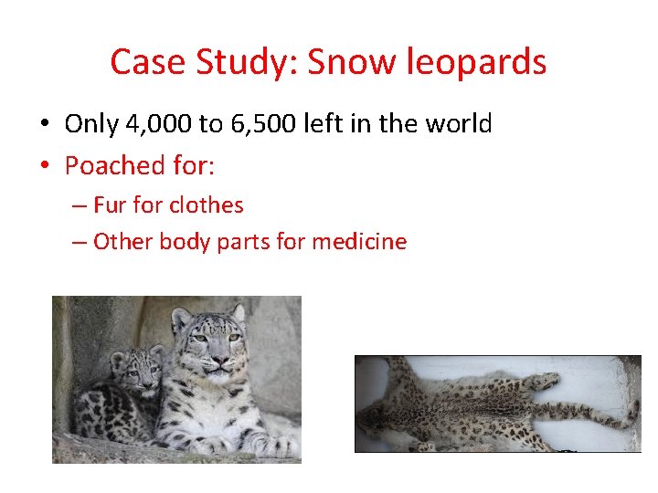 Case Study: Snow leopards • Only 4, 000 to 6, 500 left in the