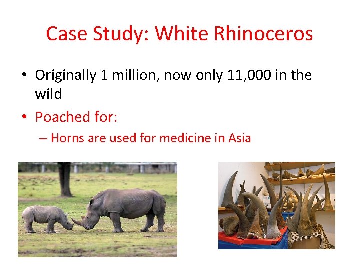 Case Study: White Rhinoceros • Originally 1 million, now only 11, 000 in the