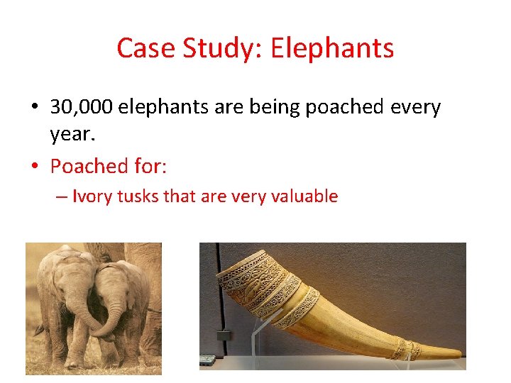 Case Study: Elephants • 30, 000 elephants are being poached every year. • Poached