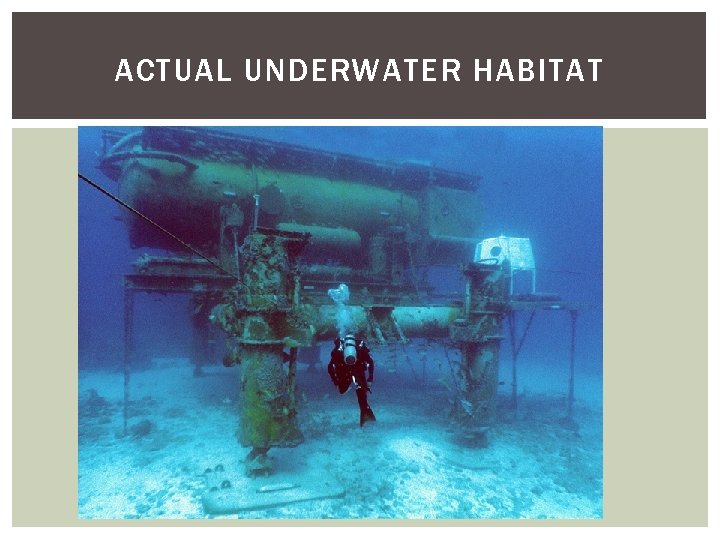 ACTUAL UNDERWATER HABITAT 