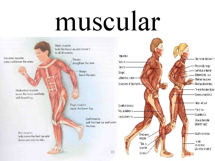 muscular 