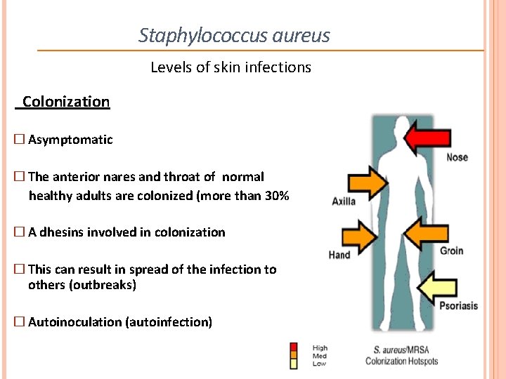 Staphylococcus aureus Levels of skin infections Colonization � Asymptomatic � The anterior nares and