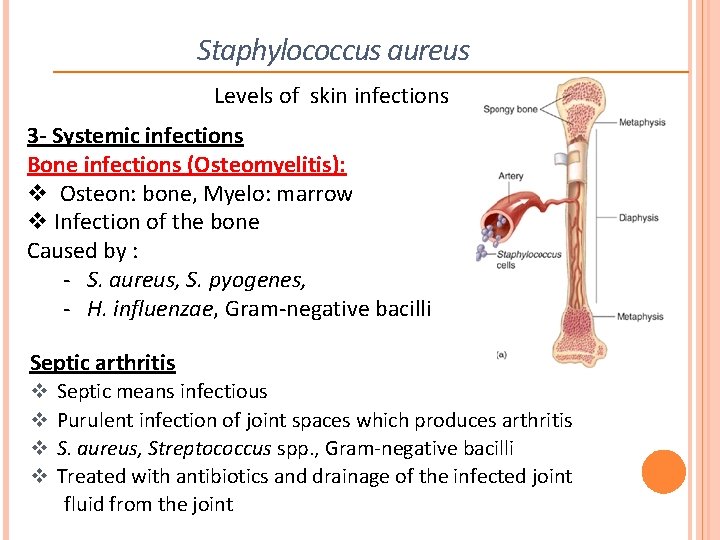 Staphylococcus aureus Levels of skin infections 3 - Systemic infections Bone infections (Osteomyelitis): v