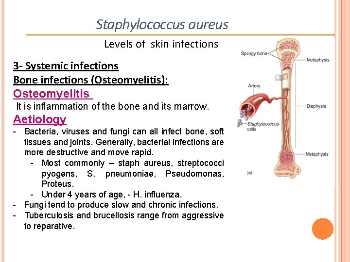 Staphylococcus aureus Levels of skin infections 3 - Systemic infections Bone infections (Osteomyelitis): Osteomyelitis