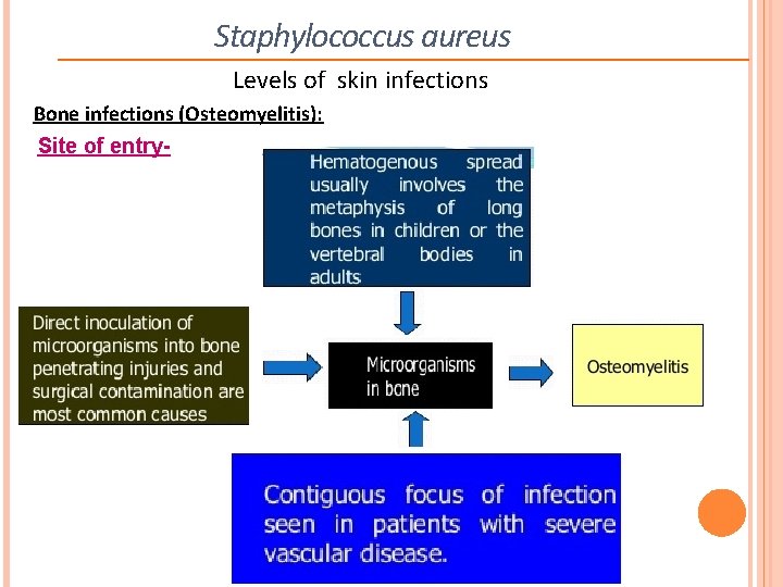 Staphylococcus aureus Levels of skin infections Bone infections (Osteomyelitis): Site of entry- 