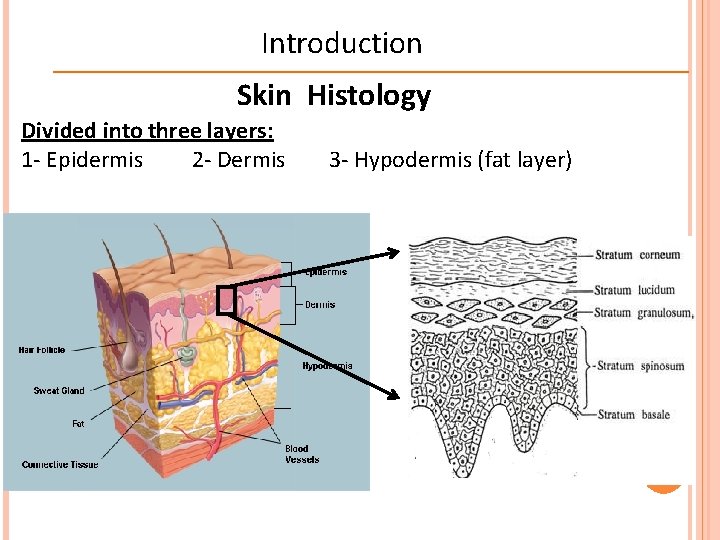 Introduction Skin Histology Divided into three layers: 1 - Epidermis 2 - Dermis 3