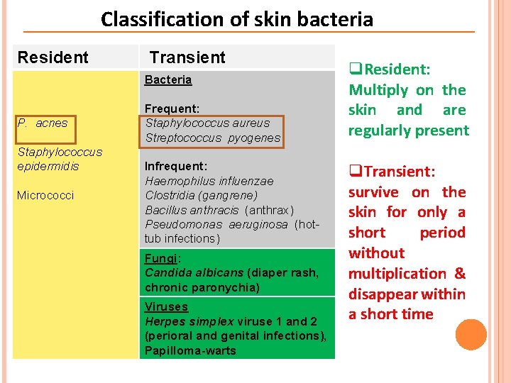 Classification of skin bacteria Resident Transient Bacteria P. acnes Staphylococcus epidermidis Micrococci Frequent: Staphylococcus