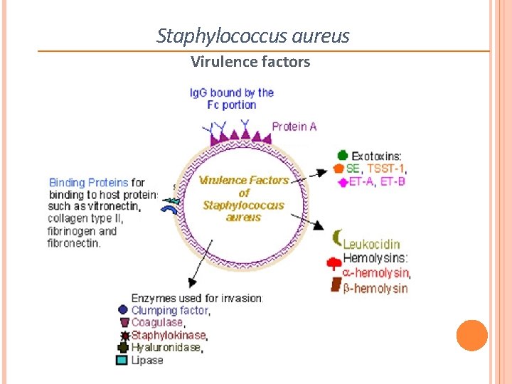 Staphylococcus aureus Virulence factors 