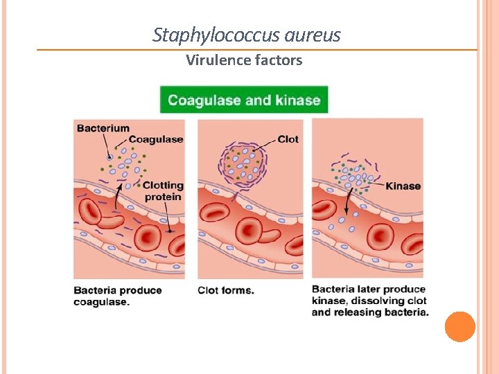 Staphylococcus aureus Virulence factors 