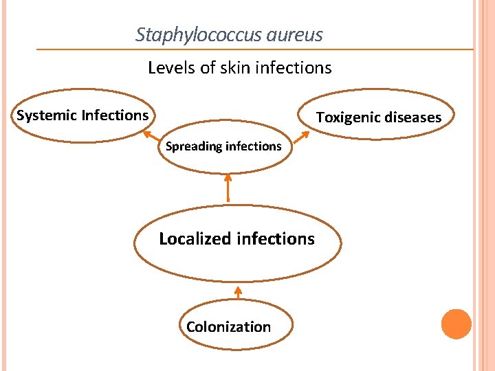 Staphylococcus aureus Levels of skin infections Systemic Infections Toxigenic diseases Spreading infections Localized infections