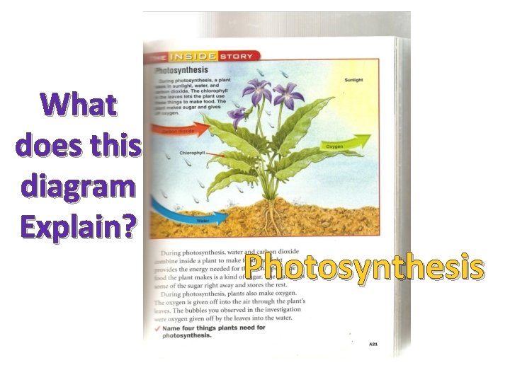 What does this diagram Explain? Photosynthesis 