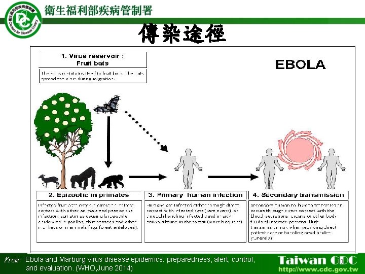 傳染途徑 From: Ebola and Marburg virus disease epidemics: preparedness, alert, control, and evaluation. (WHO,