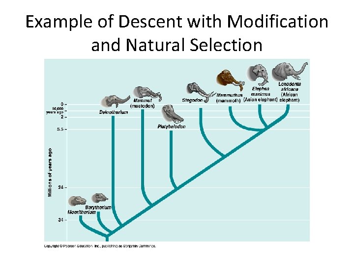 Example of Descent with Modification and Natural Selection 