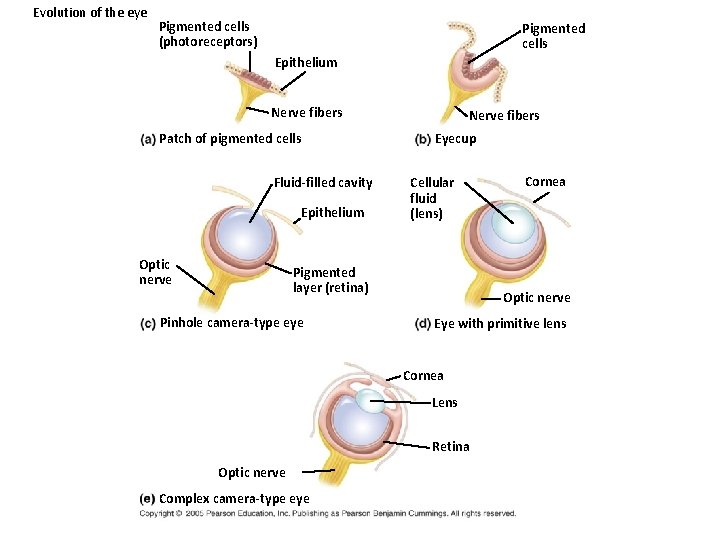 Evolution of the eye Pigmented cells (photoreceptors) Pigmented cells Epithelium Nerve fibers Patch of