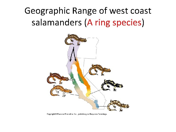 Geographic Range of west coast salamanders (A ring species) 