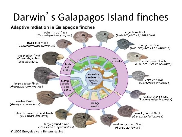 Darwin’s Galapagos Island finches 