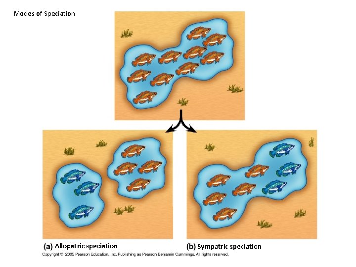 Modes of Speciation Allopatric speciation Sympatric speciation 