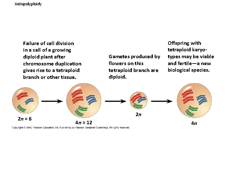 Autopolyploidy Failure of cell division in a cell of a growing diploid plant after