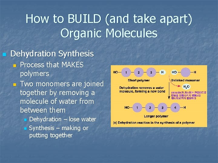 How to BUILD (and take apart) Organic Molecules n Dehydration Synthesis n n Process