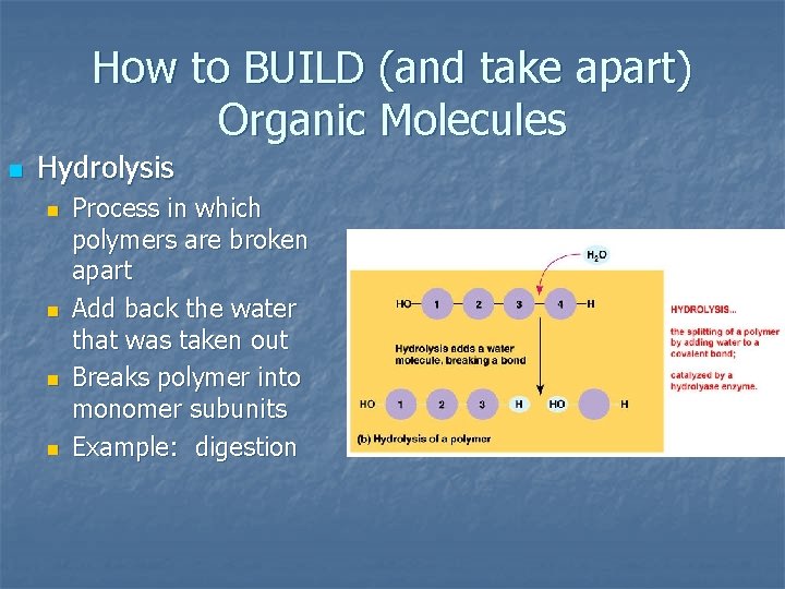 How to BUILD (and take apart) Organic Molecules n Hydrolysis n n Process in