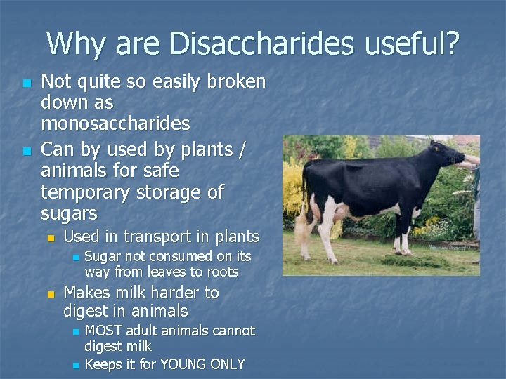 Why are Disaccharides useful? n n Not quite so easily broken down as monosaccharides