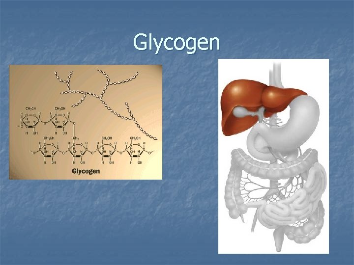 Glycogen 