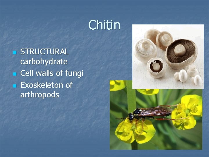 Chitin n STRUCTURAL carbohydrate Cell walls of fungi Exoskeleton of arthropods 
