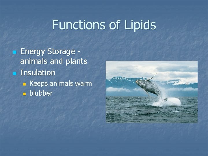 Functions of Lipids n n Energy Storage animals and plants Insulation n n Keeps