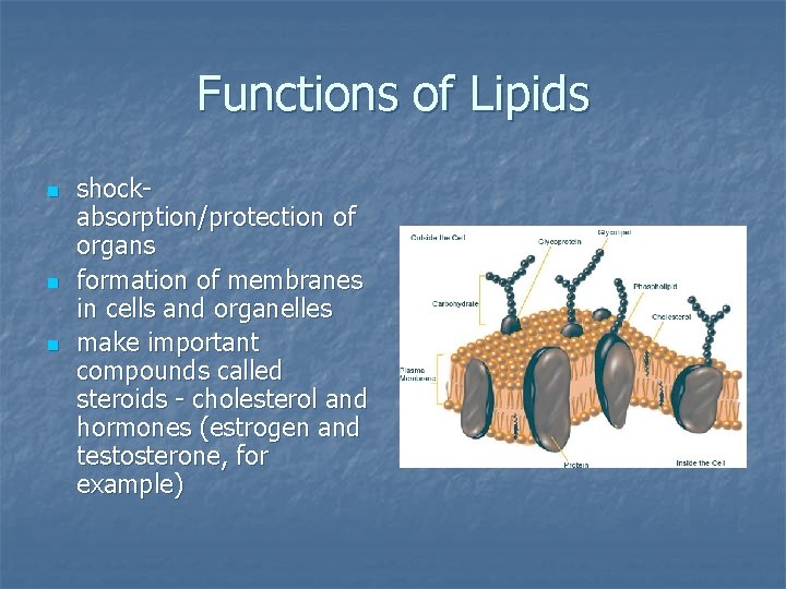Functions of Lipids n n n shockabsorption/protection of organs formation of membranes in cells