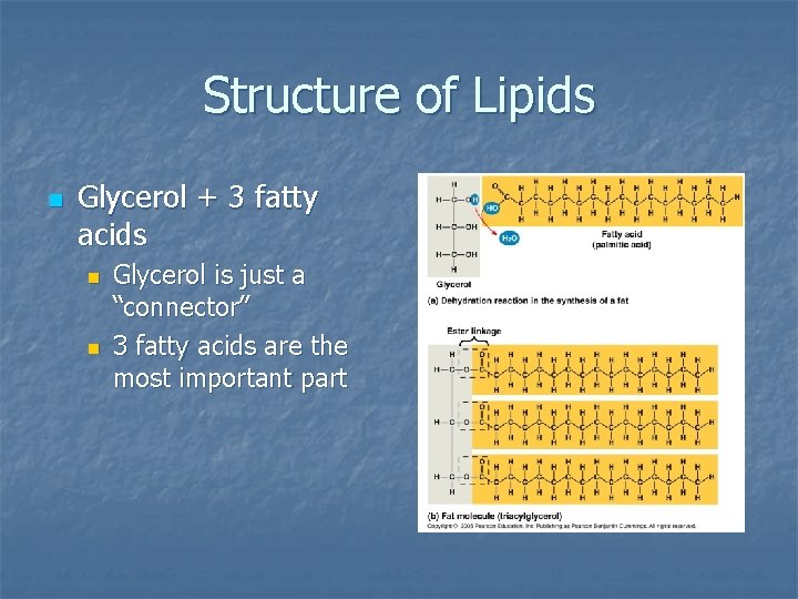 Structure of Lipids n Glycerol + 3 fatty acids n n Glycerol is just