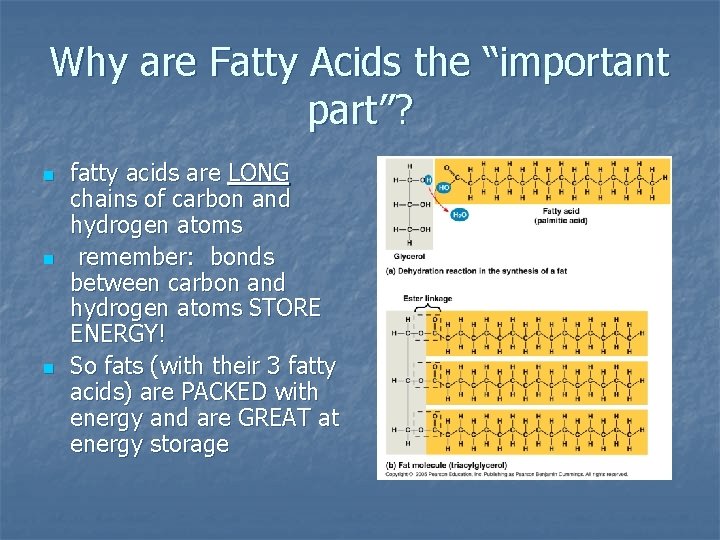 Why are Fatty Acids the “important part”? n n n fatty acids are LONG
