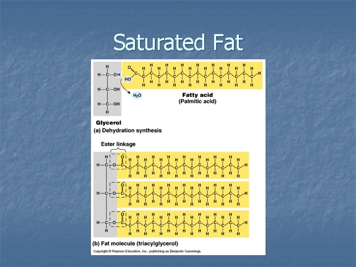 Saturated Fat 