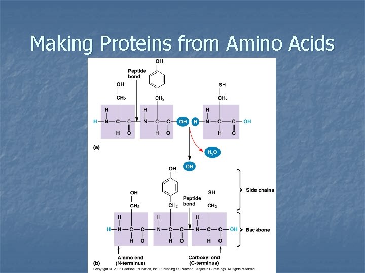 Making Proteins from Amino Acids 