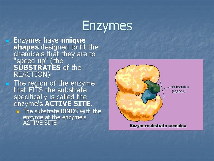 Enzymes n n Enzymes have unique shapes designed to fit the chemicals that they